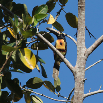 Collared Aracari